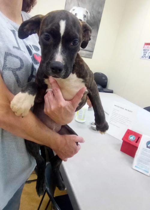 Enlarge Maybellene, a Adoptable mixed breed in Austin, MN image 1/3