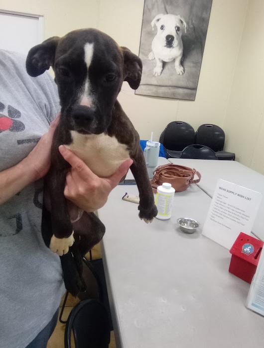 Enlarge Maybellene, a Adoptable mixed breed in Austin, MN image 2/3
