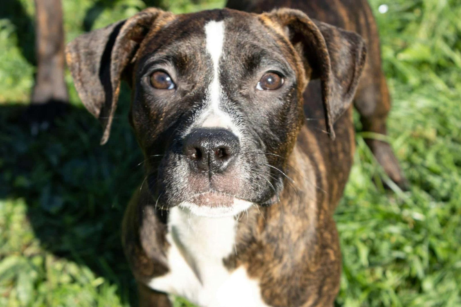 Enlarge Maybellene, a Adoptable mixed breed in Austin, MN image 3/3