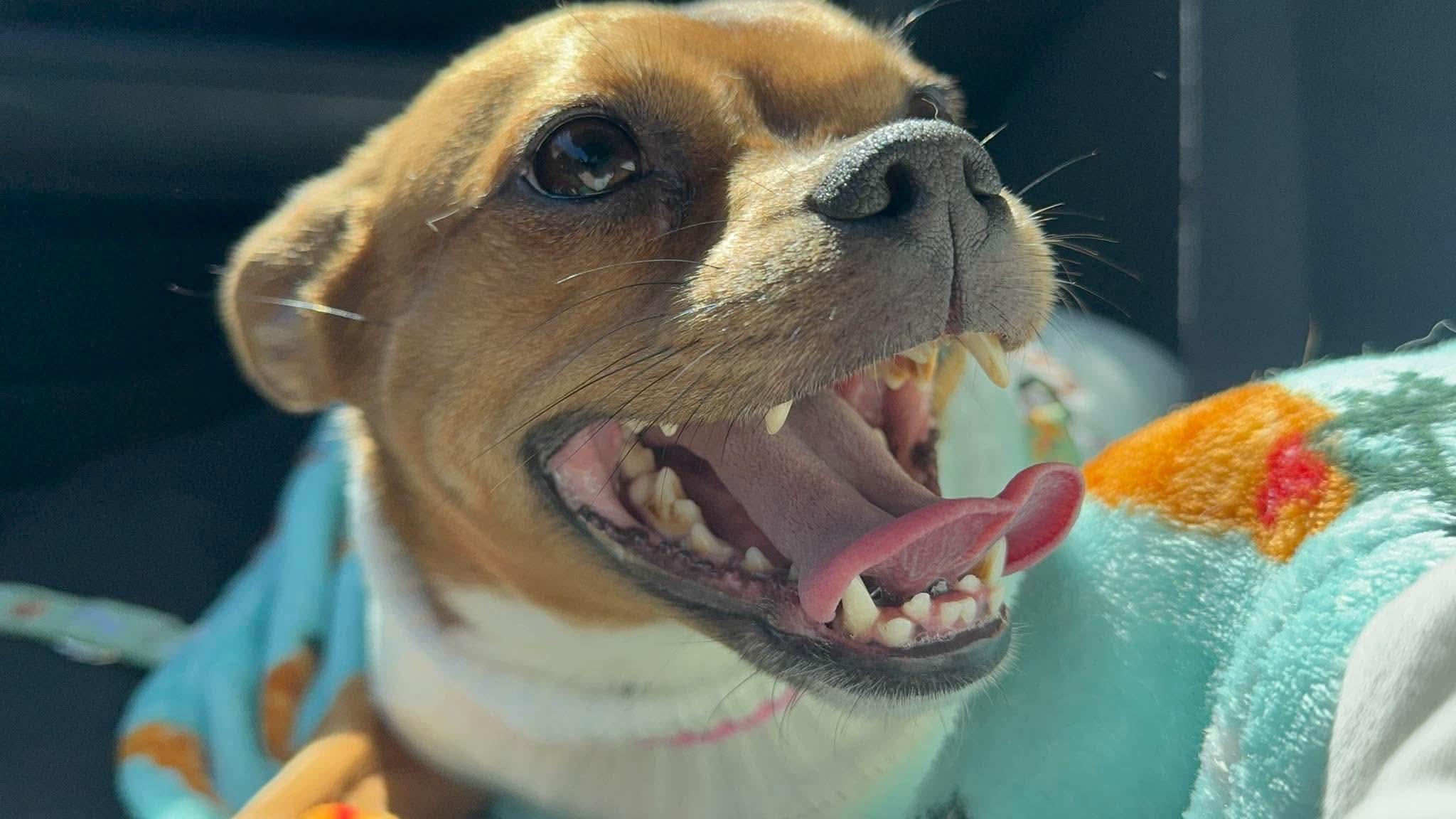 Enlarge Belly, a Adoptable mixed breed in Forney, TX image 2/5