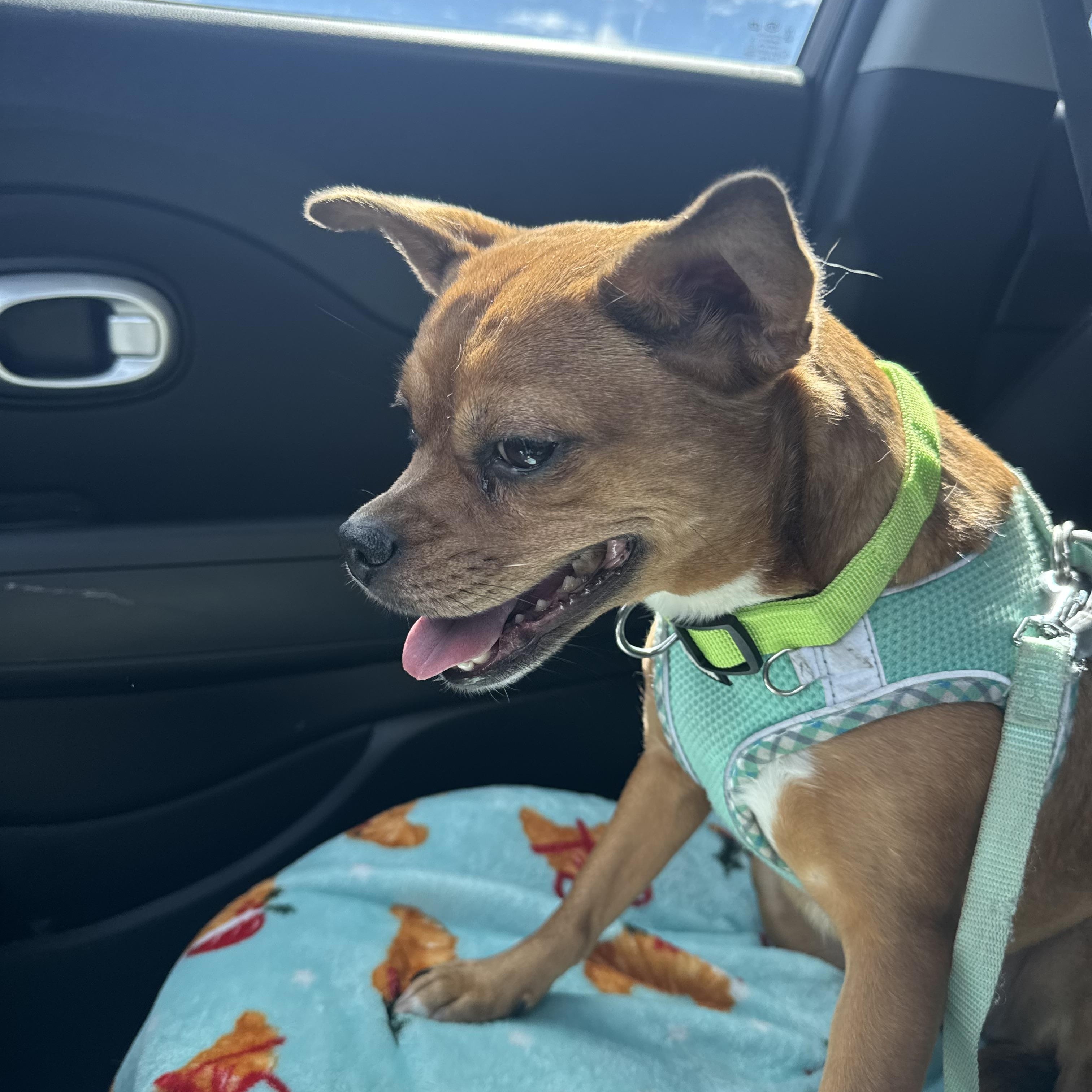 Enlarge Belly, a Adoptable mixed breed in Forney, TX image 4/5
