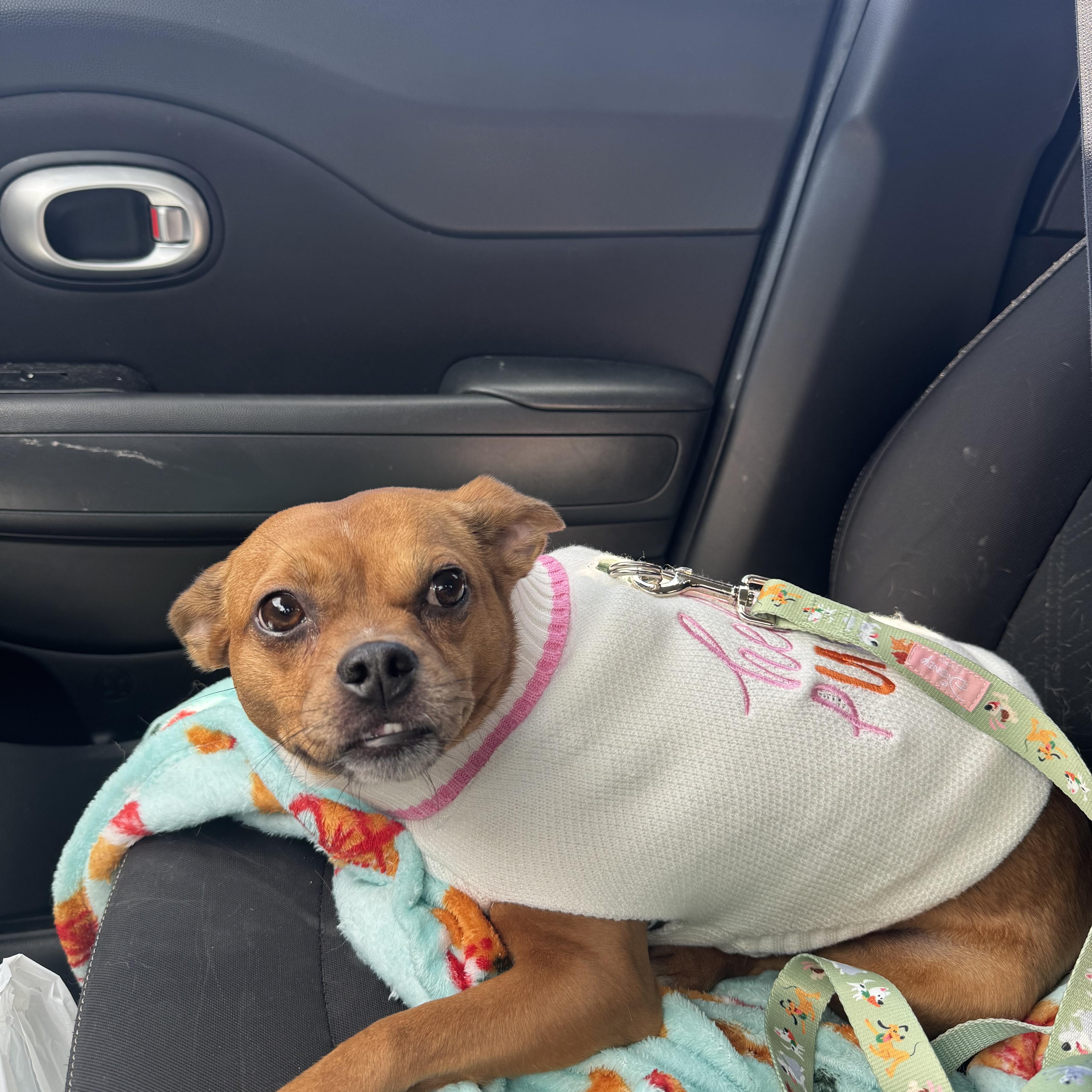 Enlarge Belly, a Adoptable mixed breed in Forney, TX image 3/5