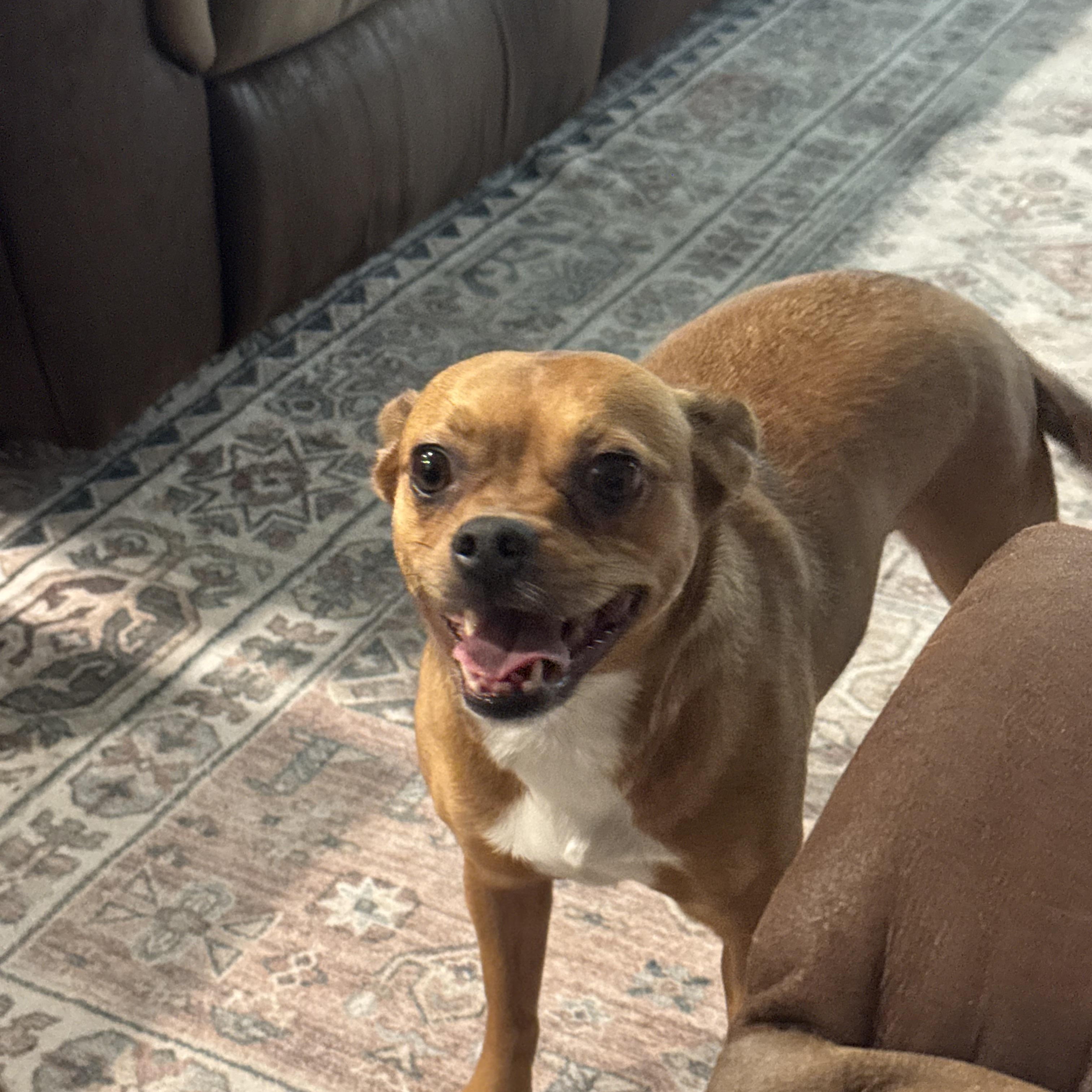 Enlarge Belly, a Adoptable mixed breed in Forney, TX image 5/5