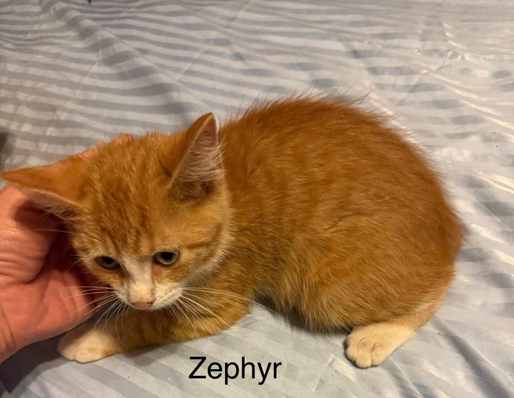 Zephyr, Adoptable, Kitten Male Domestic Short Hair.