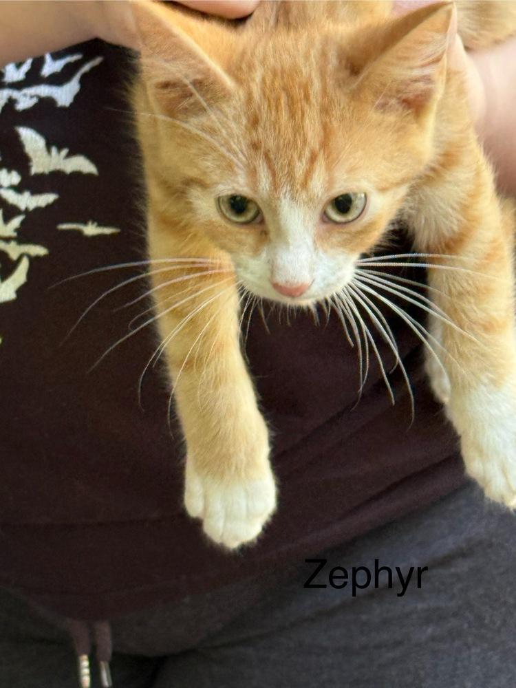 Zephyr, a Adoptable Domestic Short Hair in Safety Harbor, FL image 2/2