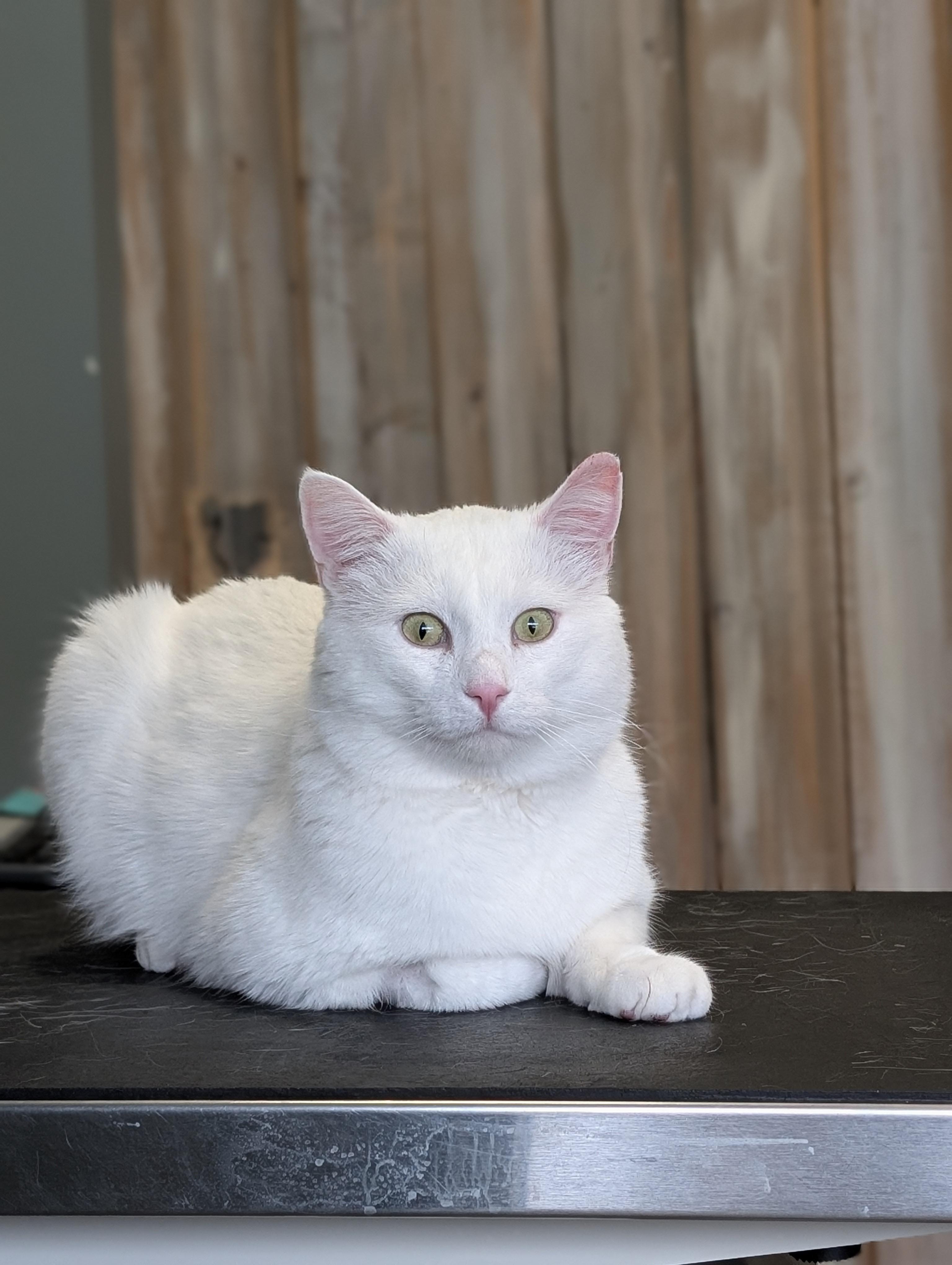 Snoberry, ADOPTABLE, Adult Male Domestic Short Hair.