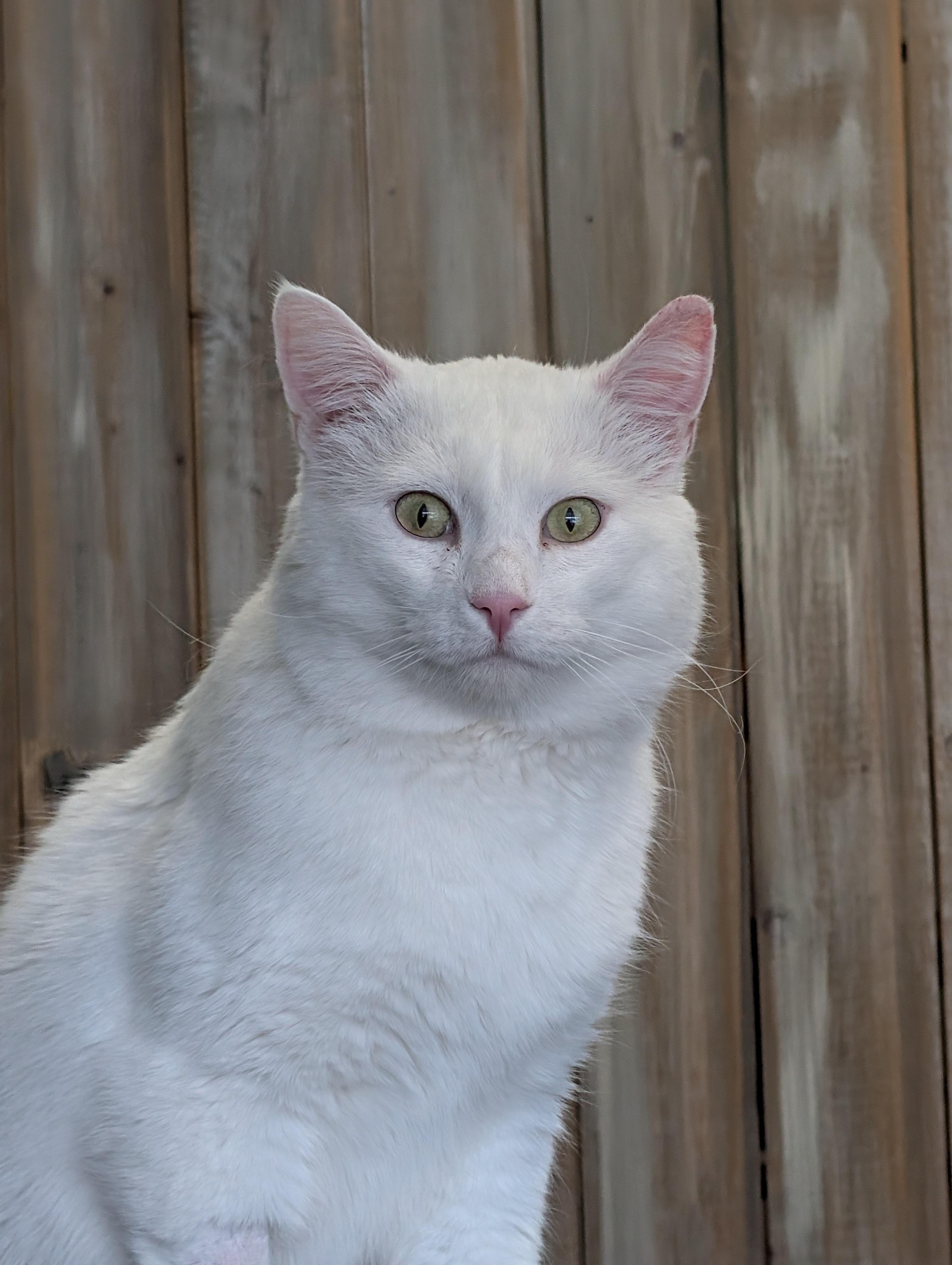 Enlarge Snoberry, a ADOPTABLE Domestic Short Hair in Calgary, AB image 4/6