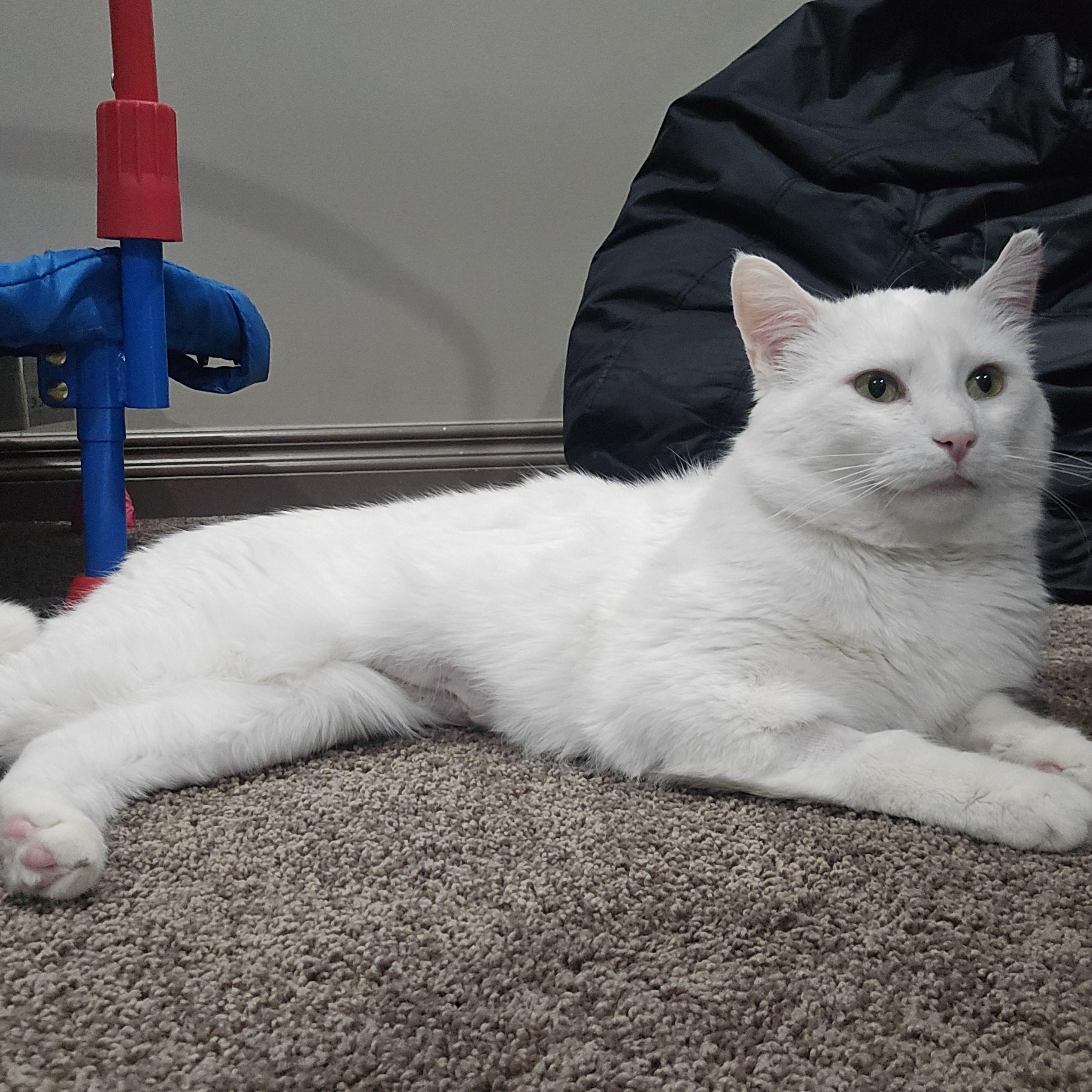 Enlarge Snoberry, a ADOPTABLE Domestic Short Hair in Calgary, AB image 2/6