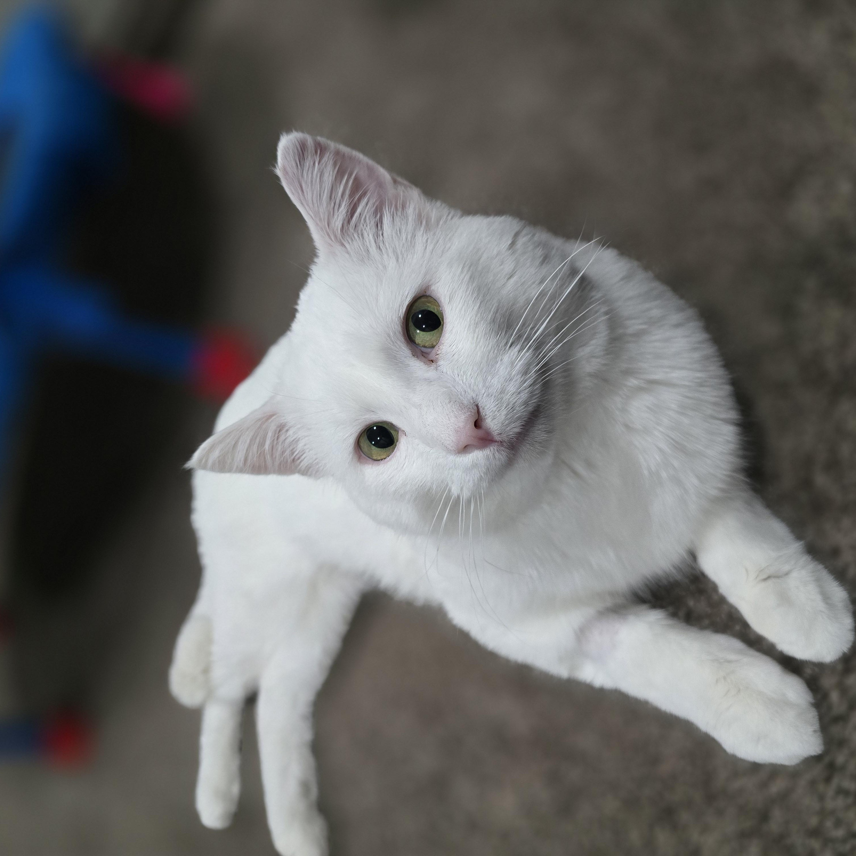 Enlarge Snoberry, a ADOPTABLE Domestic Short Hair in Calgary, AB image 5/6