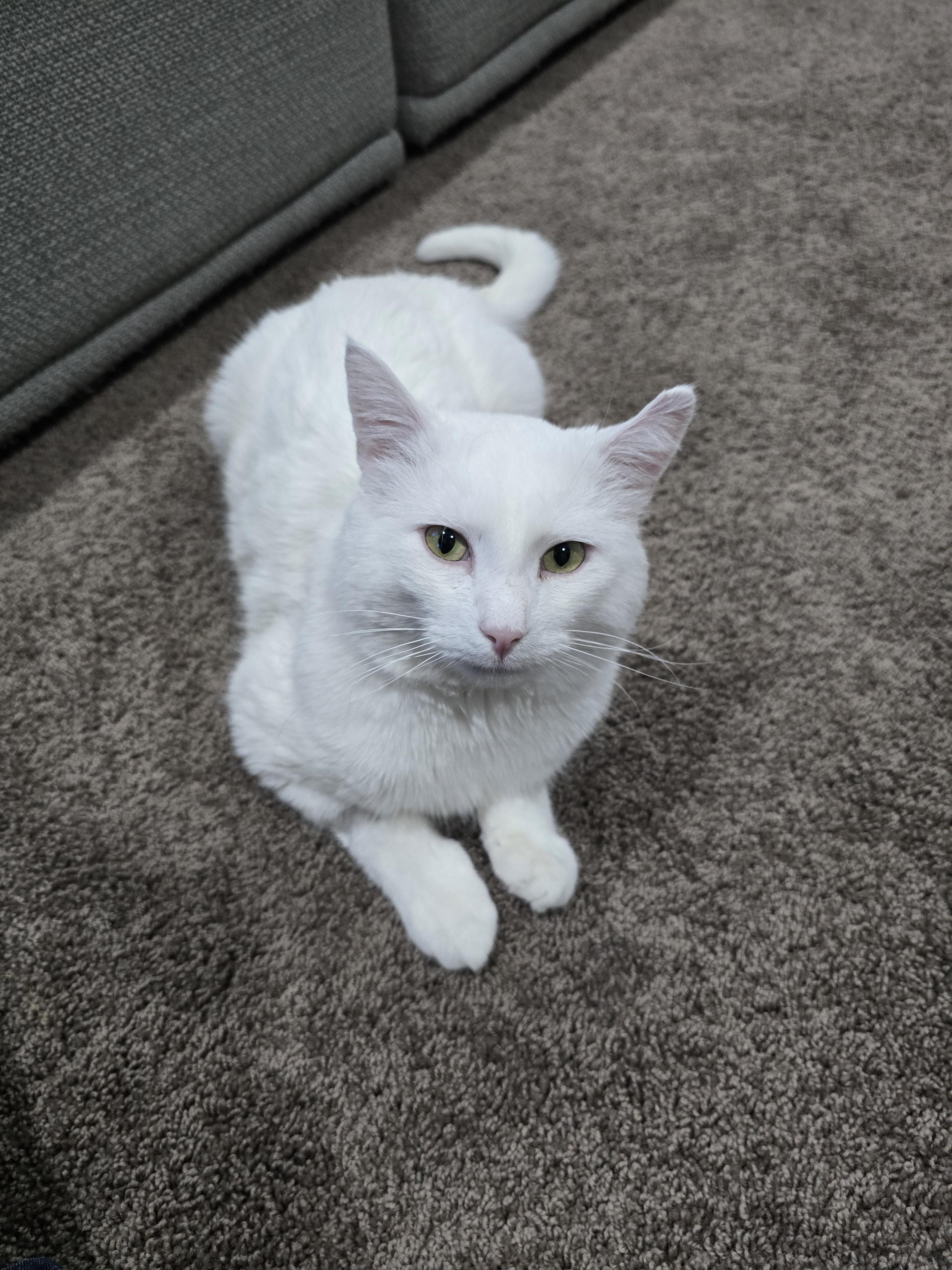 Enlarge Snoberry, a ADOPTABLE Domestic Short Hair in Calgary, AB image 3/6