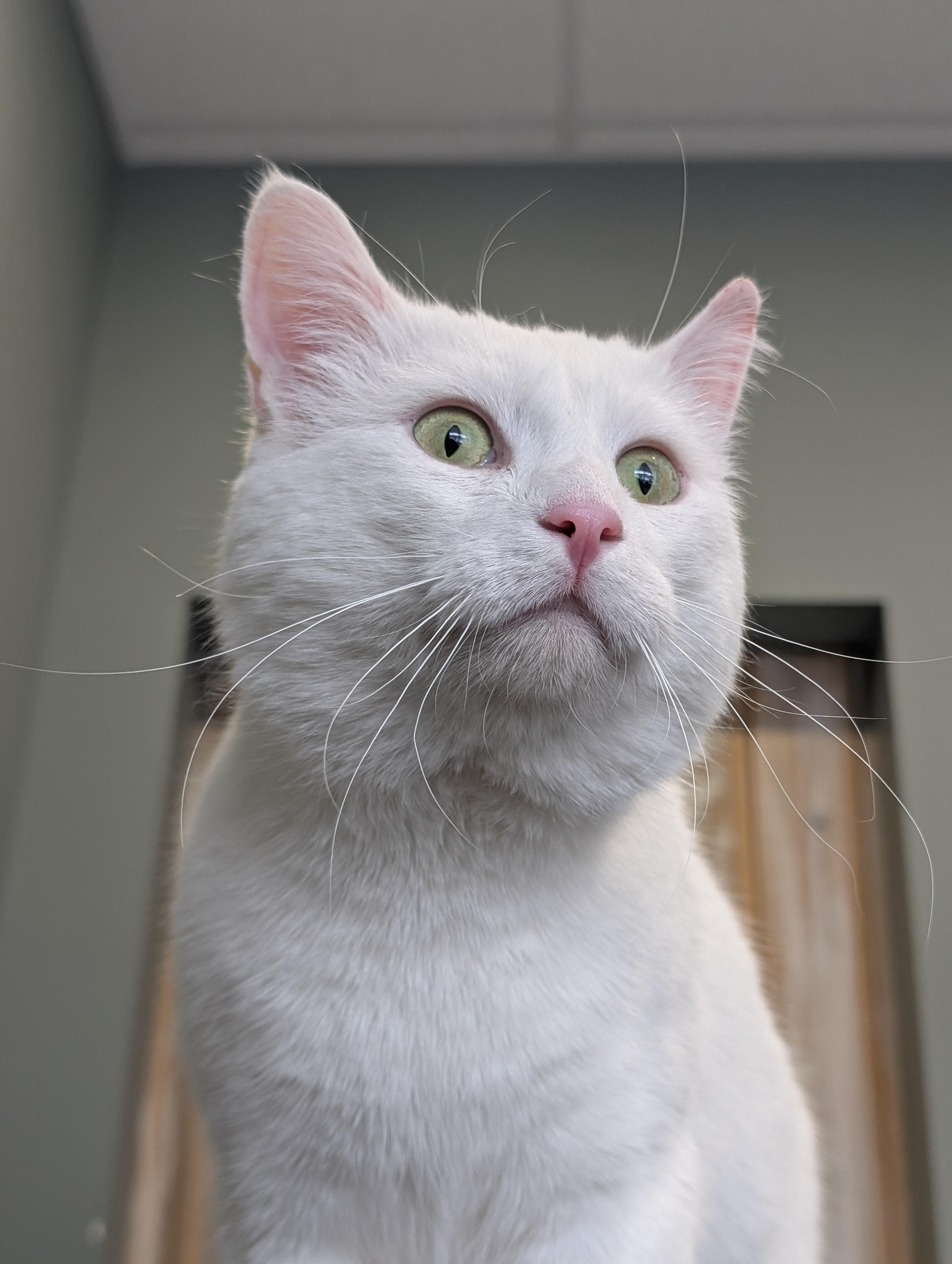 Enlarge Snoberry, a ADOPTABLE Domestic Short Hair in Calgary, AB image 6/6