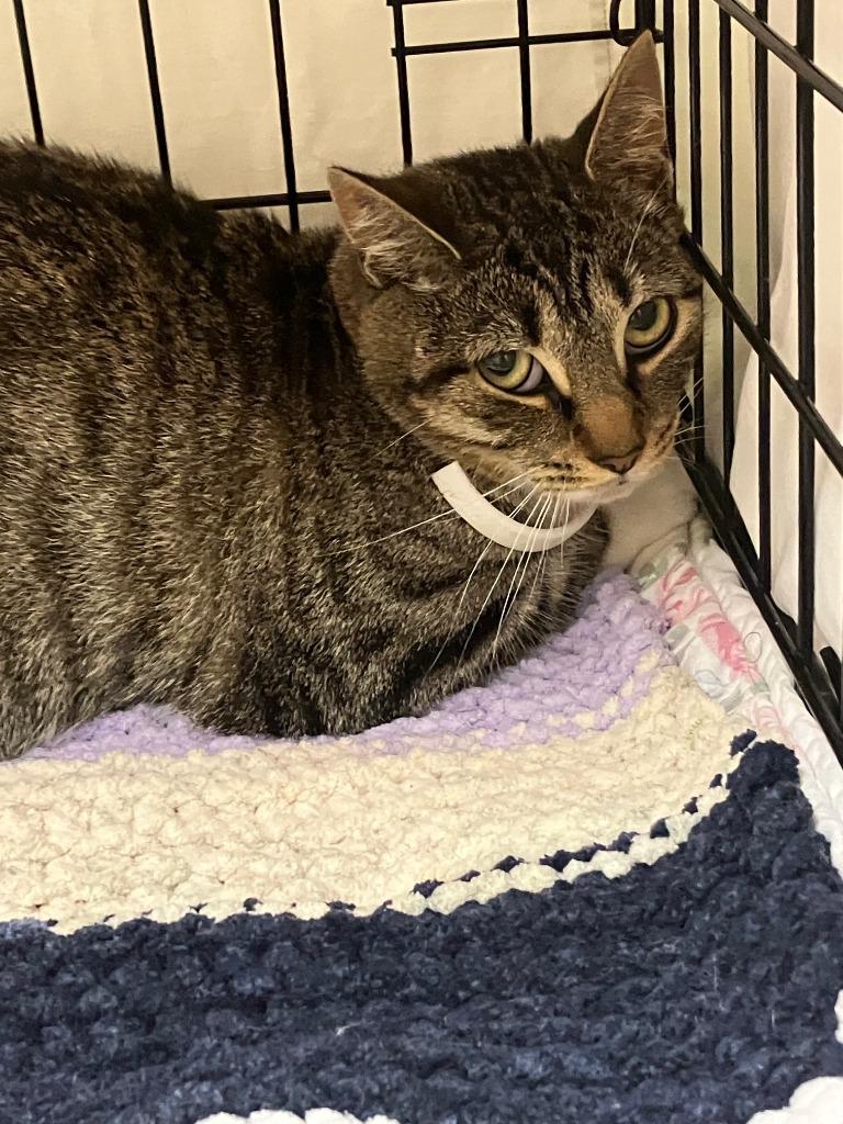 Enlarge Abby, a Adoptable mixed breed in Lunenburg, MA image 1/1