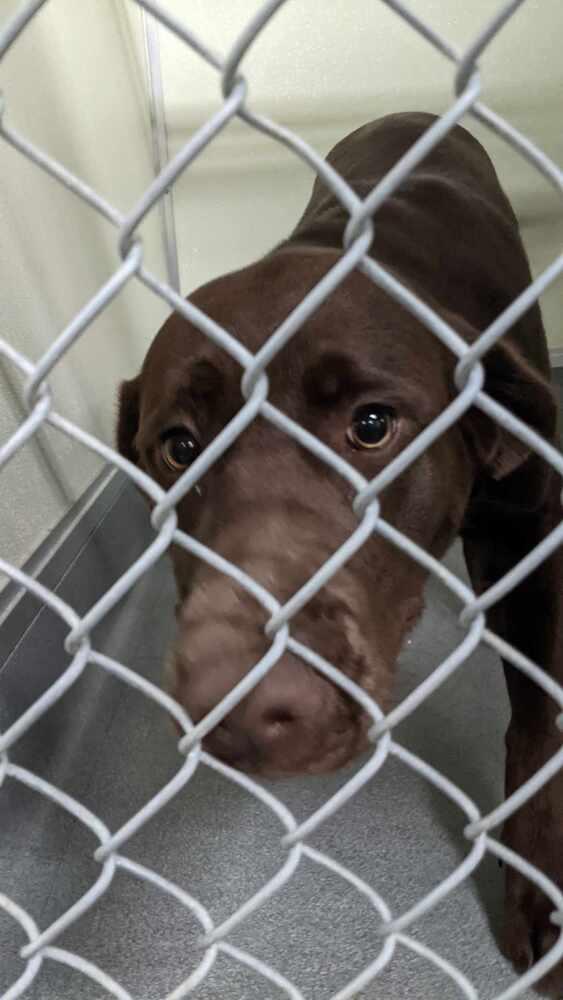 Velma, Adopted, Young Female Labrador Retriever.