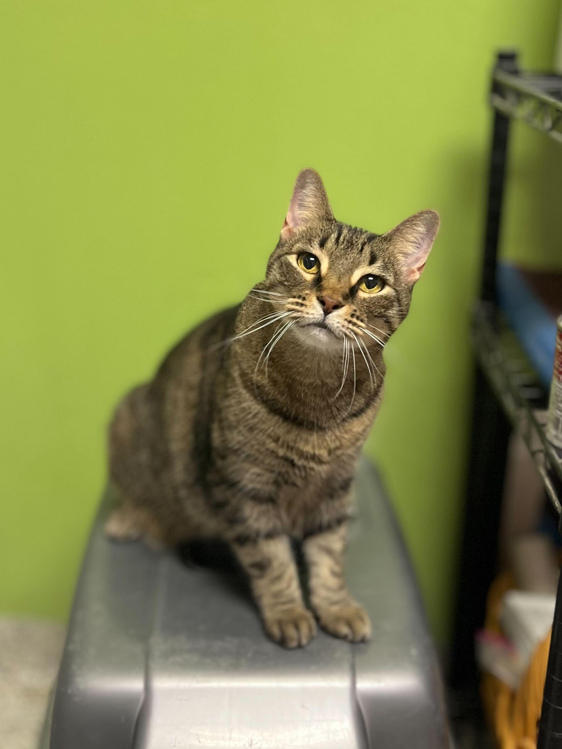 Enlarge CC, a Adoptable Domestic Short Hair in Baton Rouge, LA image 1/2