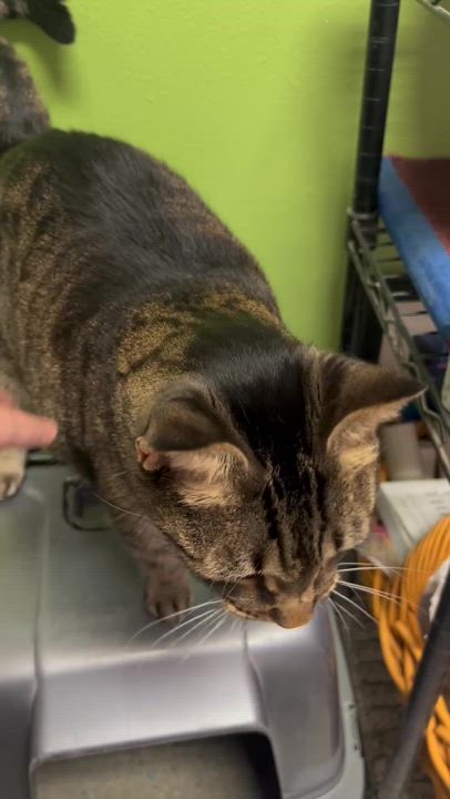 Enlarge CC, a Adoptable Domestic Short Hair in Baton Rouge, LA video 2/2