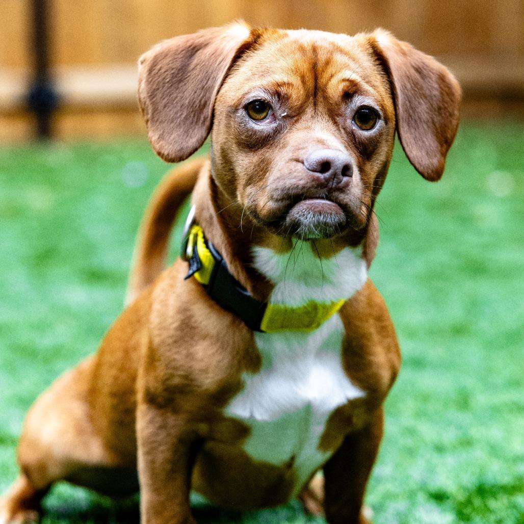 Tawny, Adoptable, Young Female Mixed Breed.