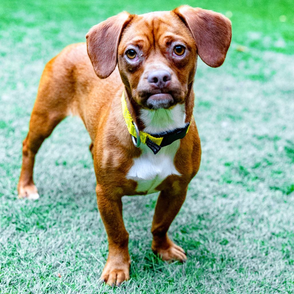 Enlarge Tawny, a Adoptable Mixed Breed in Naperville, IL image 2/5