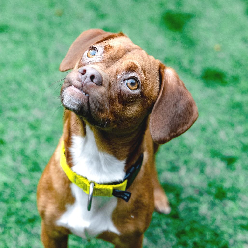 Enlarge Tawny, a Adoptable Mixed Breed in Naperville, IL image 3/5