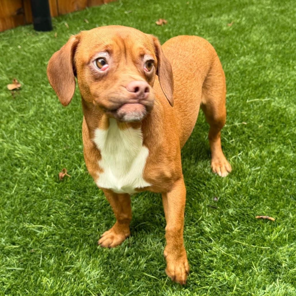 Enlarge Tawny, a Adoptable Mixed Breed in Naperville, IL image 4/5