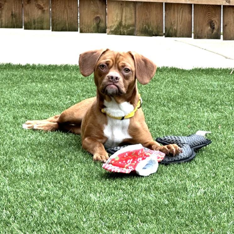 Enlarge Tawny, a Adoptable Mixed Breed in Naperville, IL image 5/5