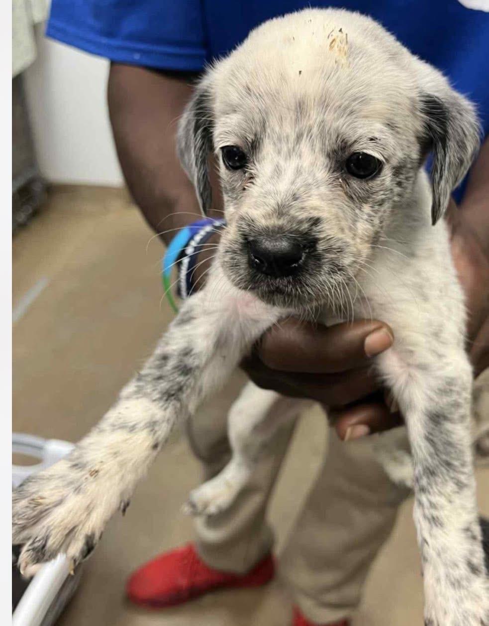 Clover, Adoptable, Puppy Male Australian Shepherd.