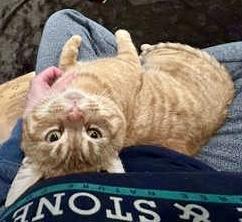 Shere Khan, an adopted mixed breed in Toronto, ON image 4/6