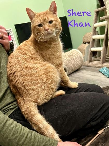Shere Khan, an adopted mixed breed in Toronto, ON image 6/6