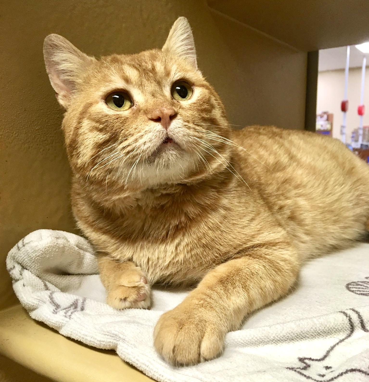 Shere Khan, an adopted mixed breed in Toronto, ON image 2/6