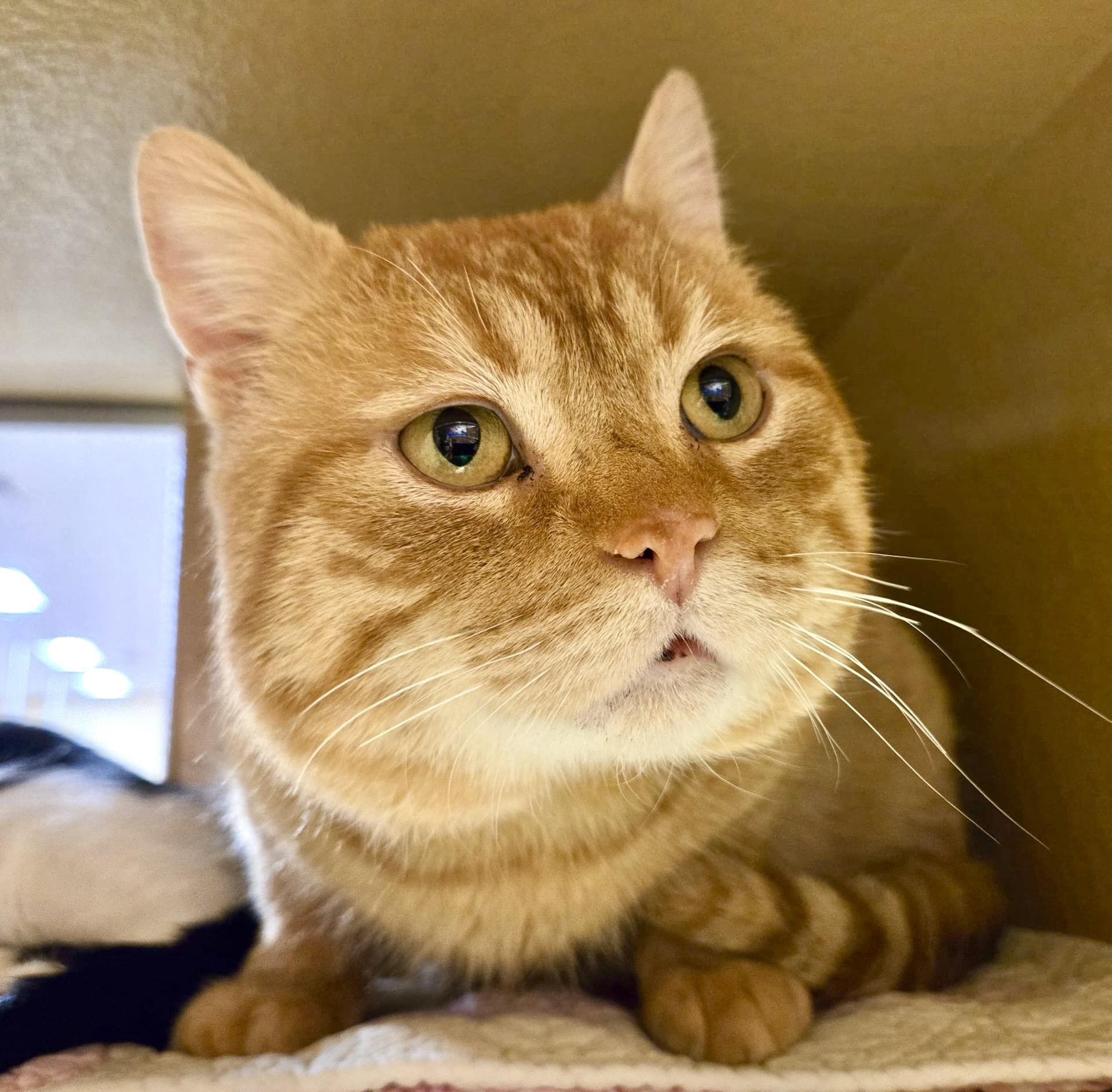 Shere Khan, adopted, Adult Male Tabby & Domestic Short Hair.