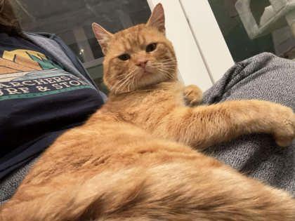 Shere Khan, an adopted mixed breed in Toronto, ON image 5/6