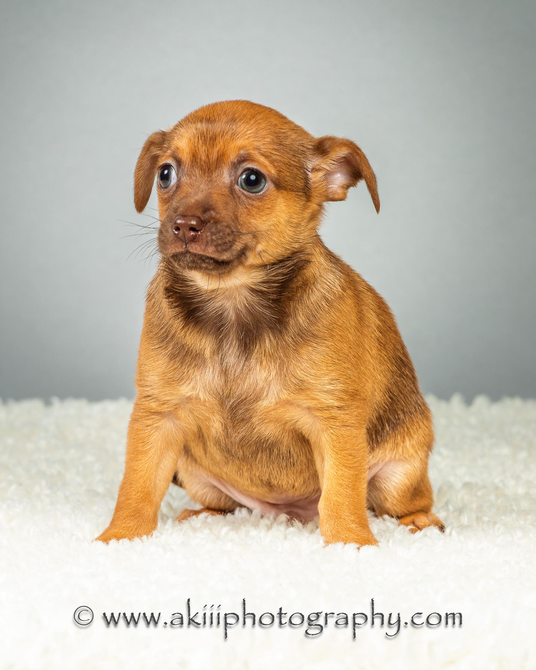 Huey - Puppy - Coming Late August, a ADOPTABLE Chihuahua in Plano, TX image 4/6