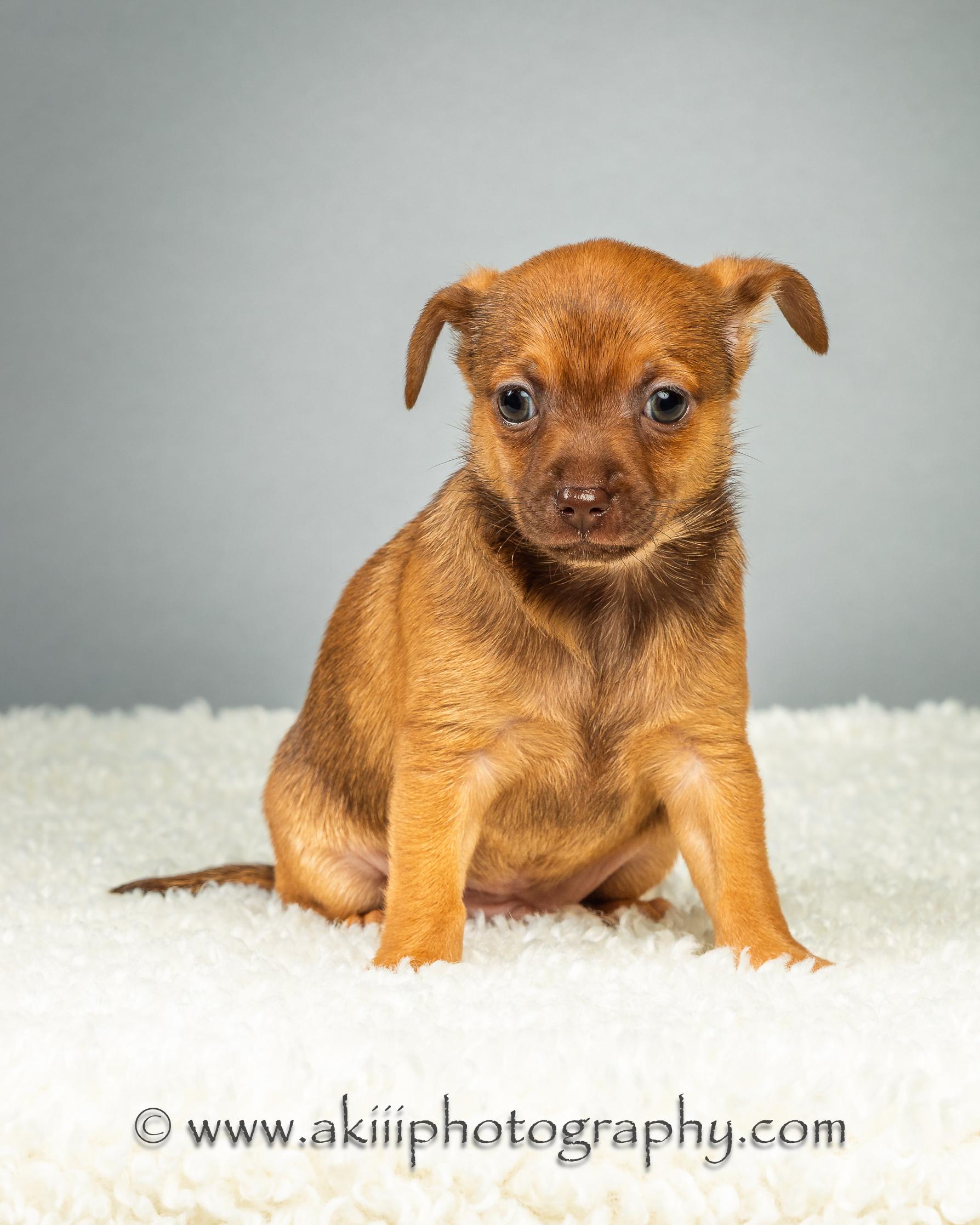Huey - Puppy - Coming Late August, ADOPTABLE, Puppy Male Chihuahua.