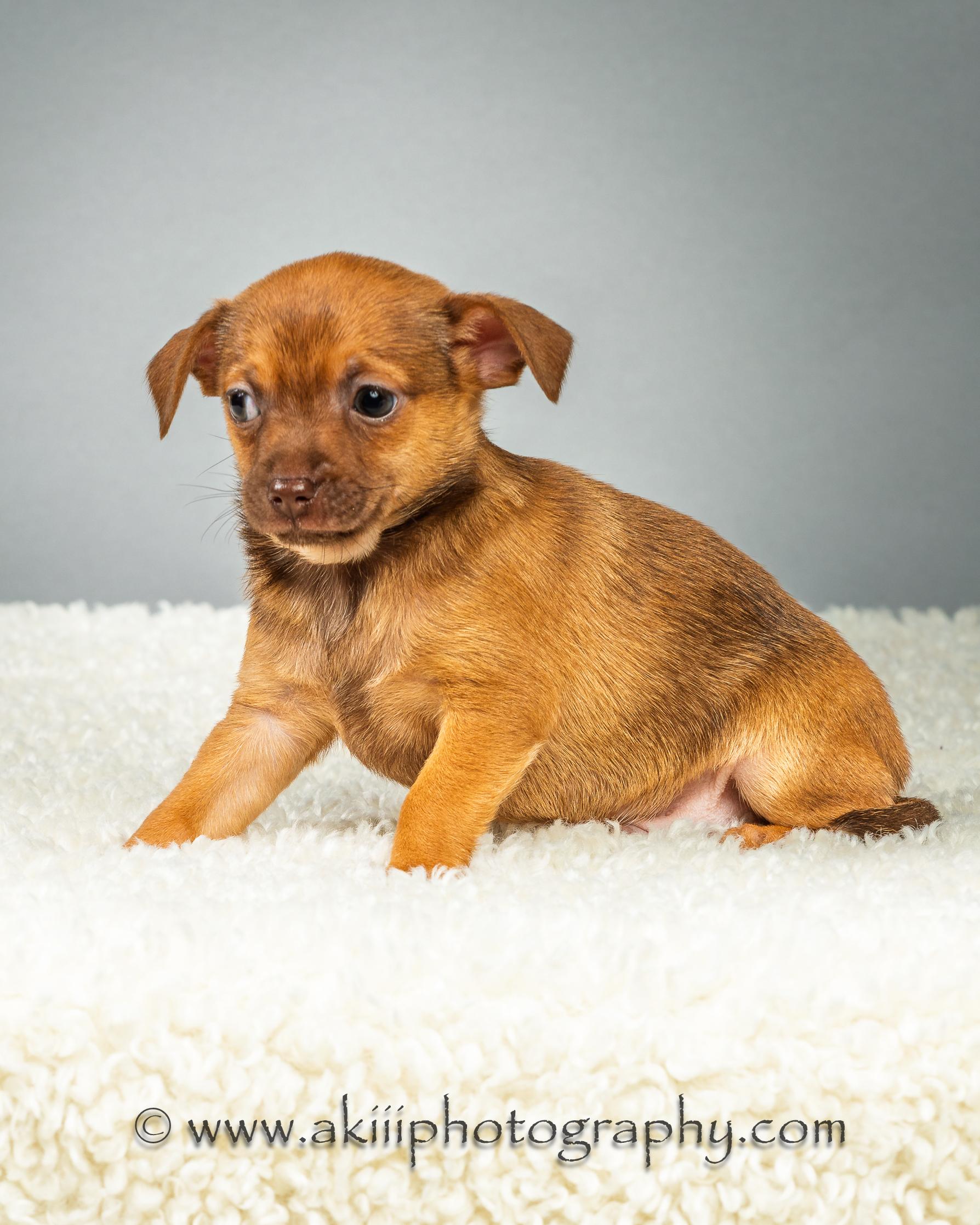 Huey - Puppy - Coming Late August, a ADOPTABLE Chihuahua in Plano, TX image 3/6