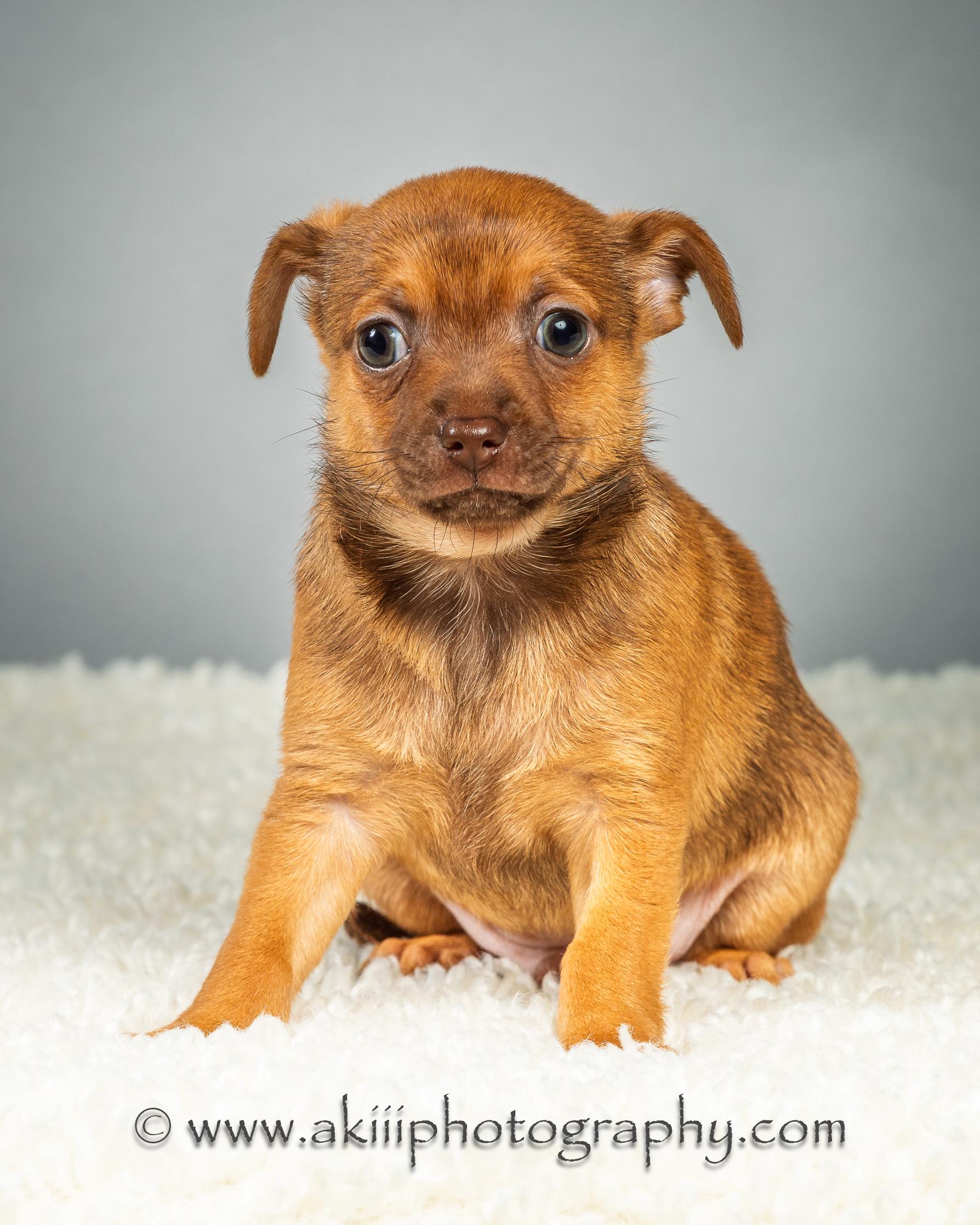 Huey - Puppy - Coming Late August, a ADOPTABLE Chihuahua in Plano, TX image 2/6