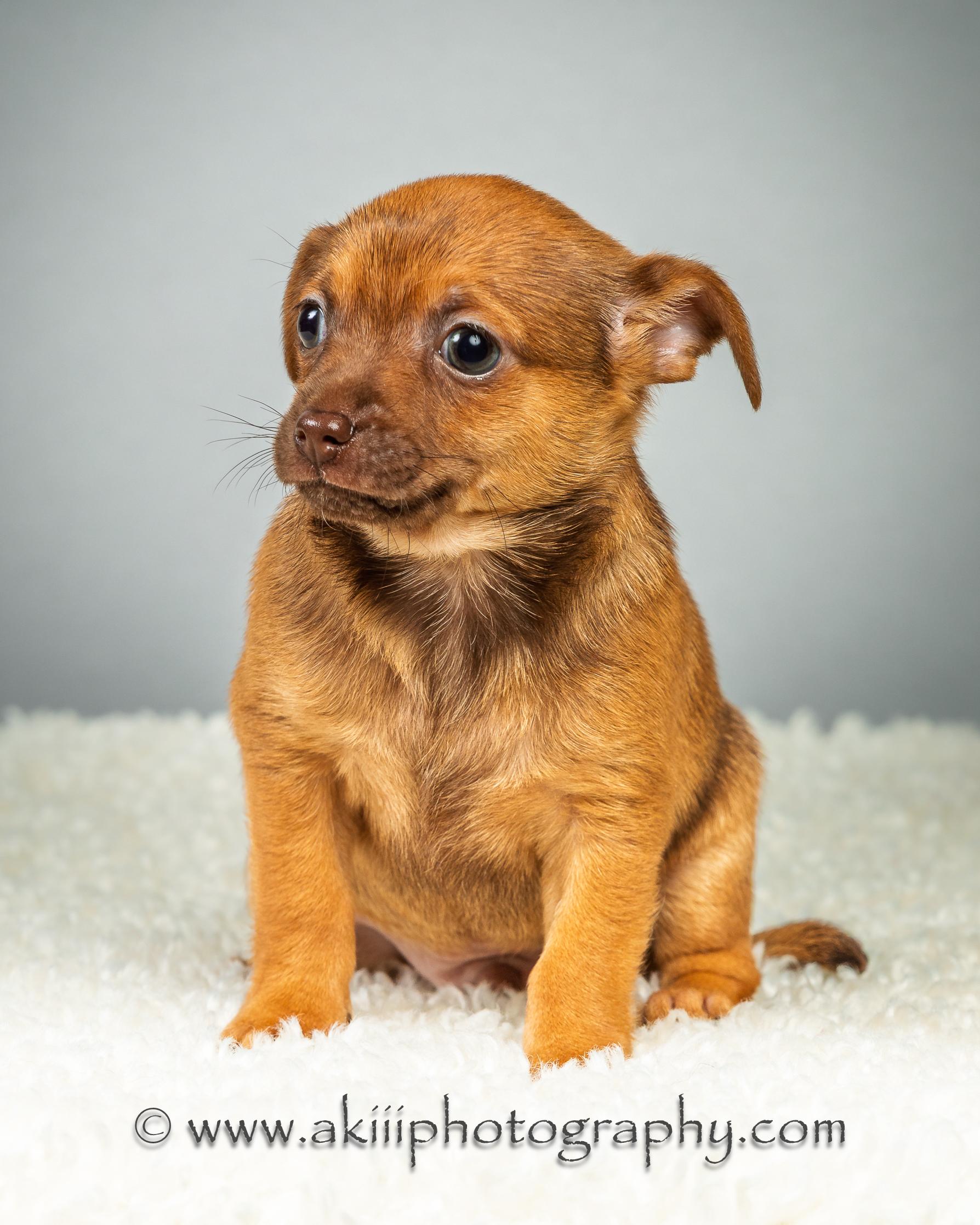 Huey - Puppy - Coming Late August, a ADOPTABLE Chihuahua in Plano, TX image 5/6