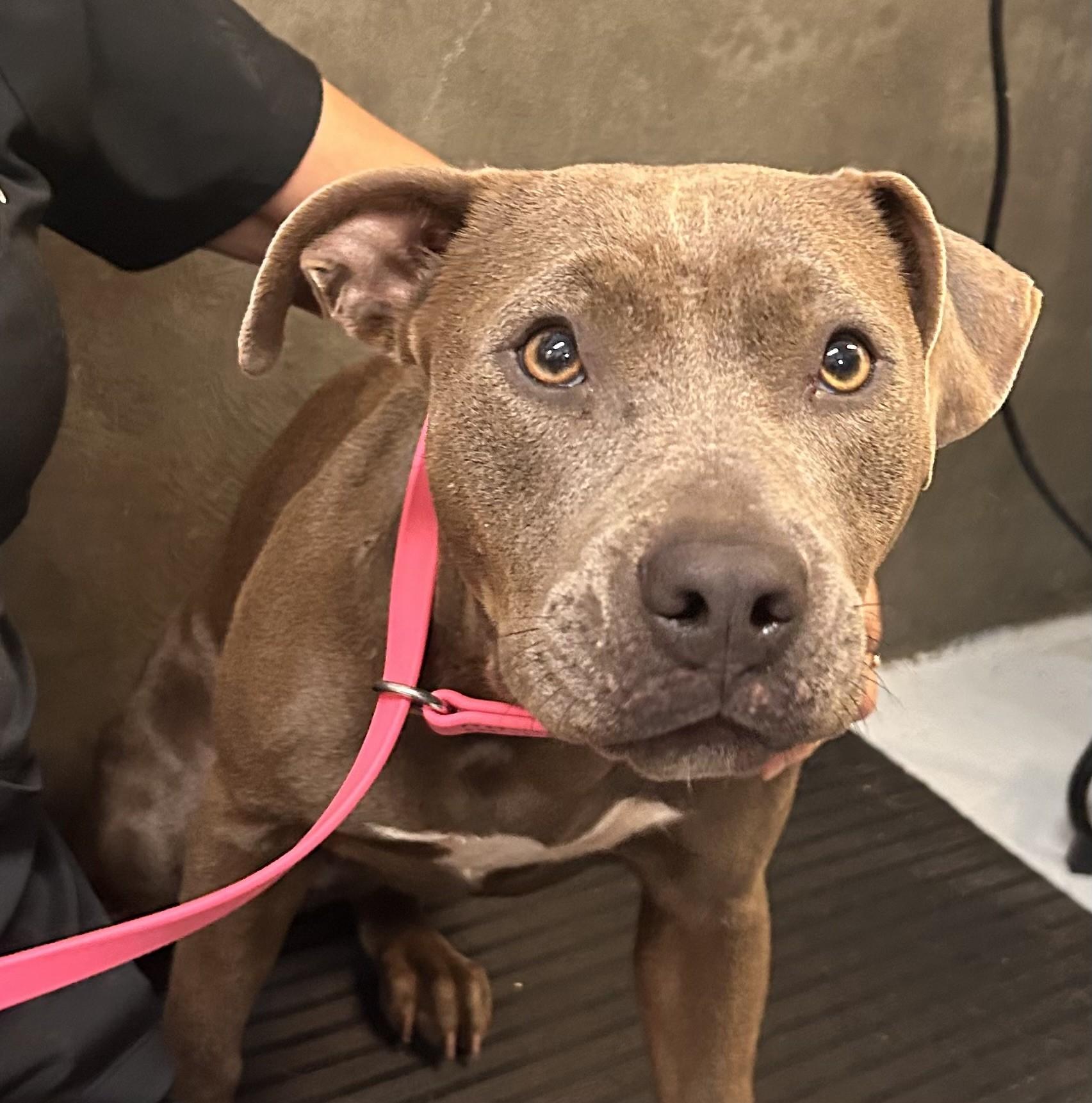 Dawn, Adoptable, Young Female Mixed Breed.