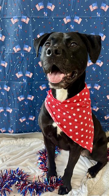 JERSEY, Adoptable, Adult Female Labrador Retriever & Pit Bull Terrier.
