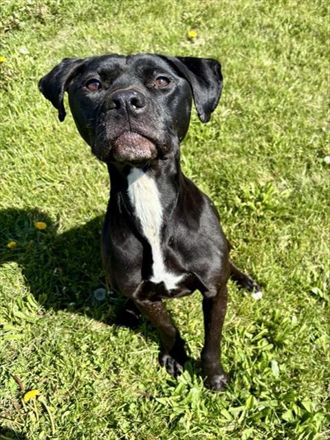 Enlarge JERSEY, a Adoptable mixed breed in Kalamazoo, MI image 1/1