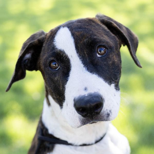Enlarge Soso, a Adoptable mixed breed in Dublin, CA image 1/1