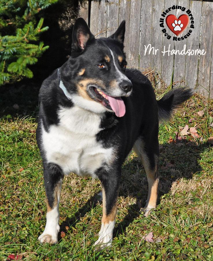 Enlarge Mr. Handsome, a Adoptable mixed breed in Joliet, IL image 1/5