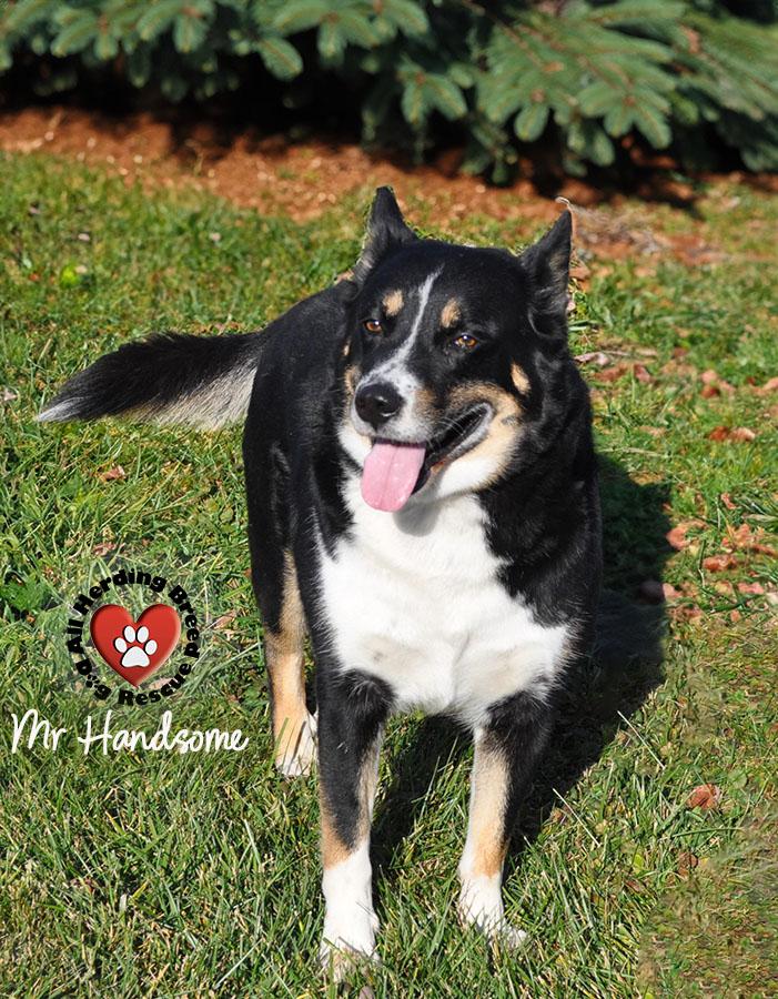 Enlarge Mr. Handsome, a Adoptable mixed breed in Joliet, IL image 3/5
