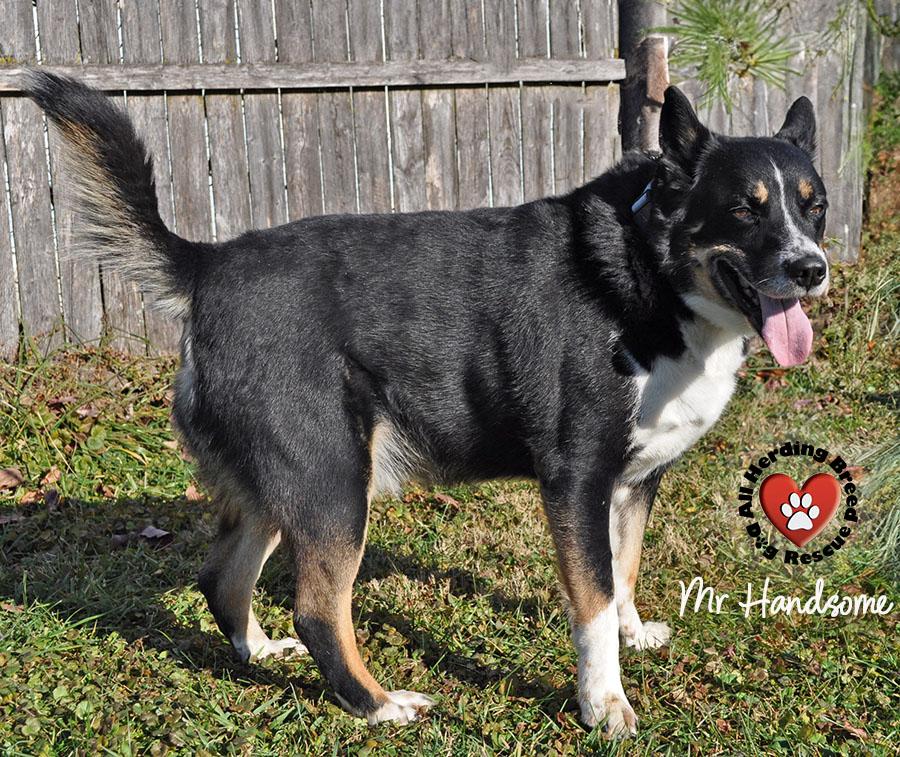 Enlarge Mr. Handsome, a Adoptable mixed breed in Joliet, IL image 4/5