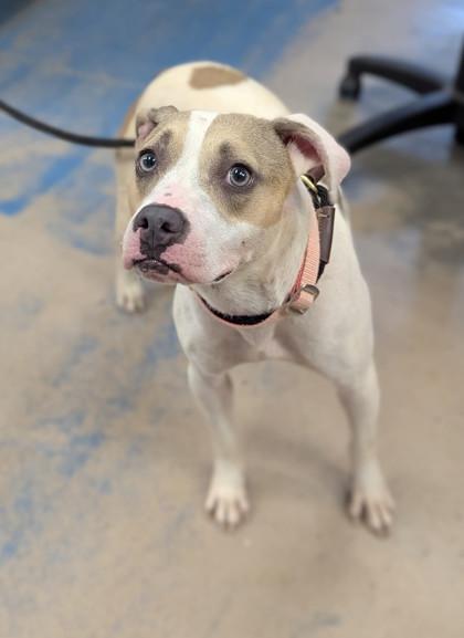 Enlarge Piper, a ADOPTABLE mixed breed in Inverness, FL image 2/2