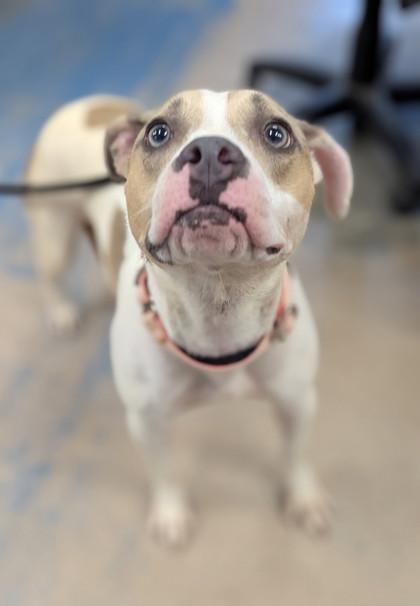 Enlarge Piper, a ADOPTABLE mixed breed in Inverness, FL image 1/2