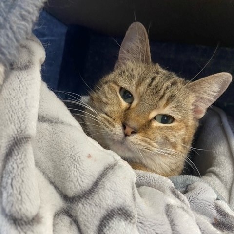 Shrimp, Adoptable, Adult Female Domestic Short Hair.