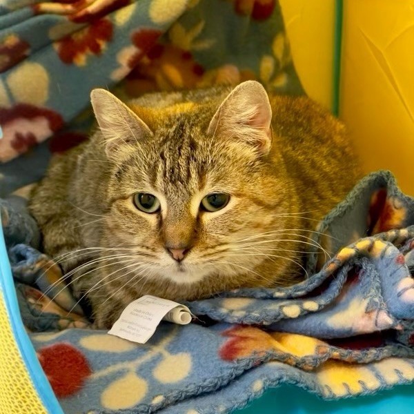 Shrimp, an adoptable Domestic Short Hair in Centralia, IL, 62801 | Photo Image 2