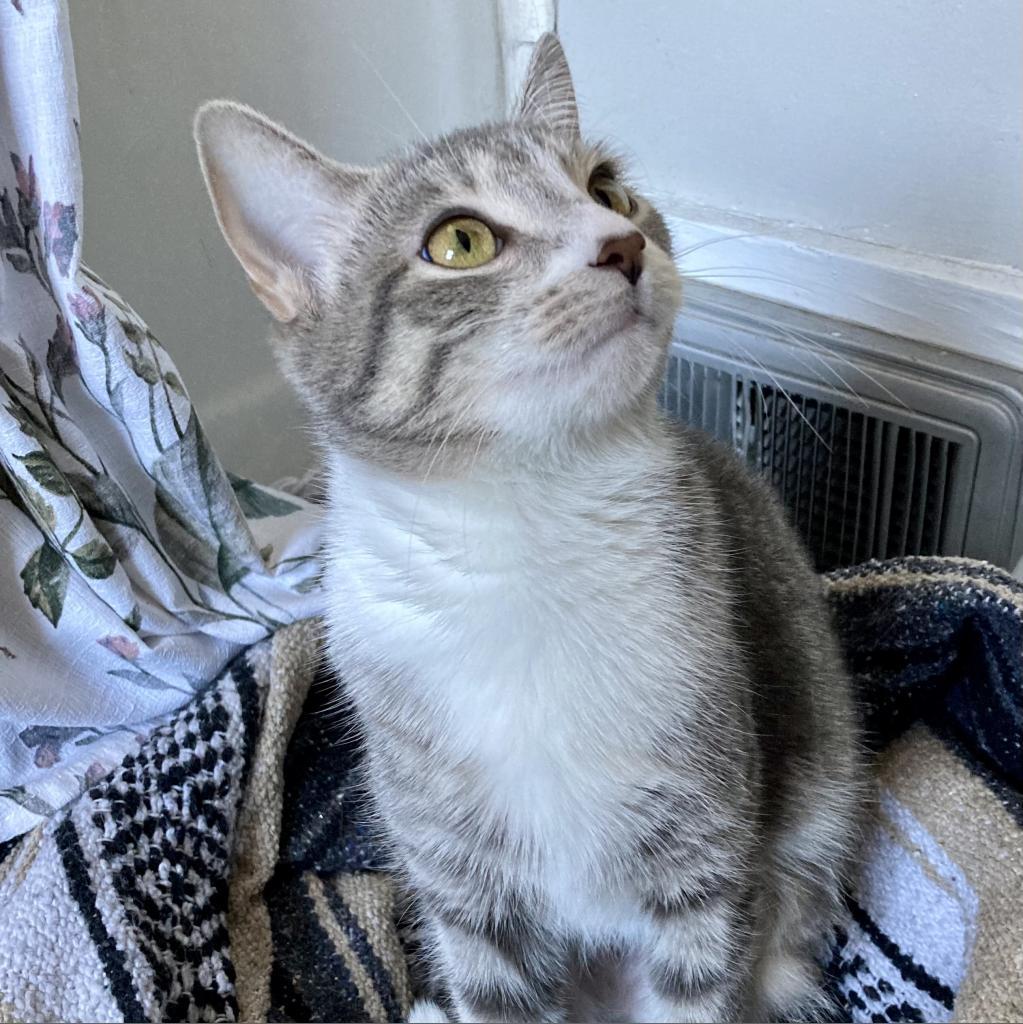 Enlarge Lu, a Adoptable Domestic Short Hair in Gibsonia, PA image 1/6