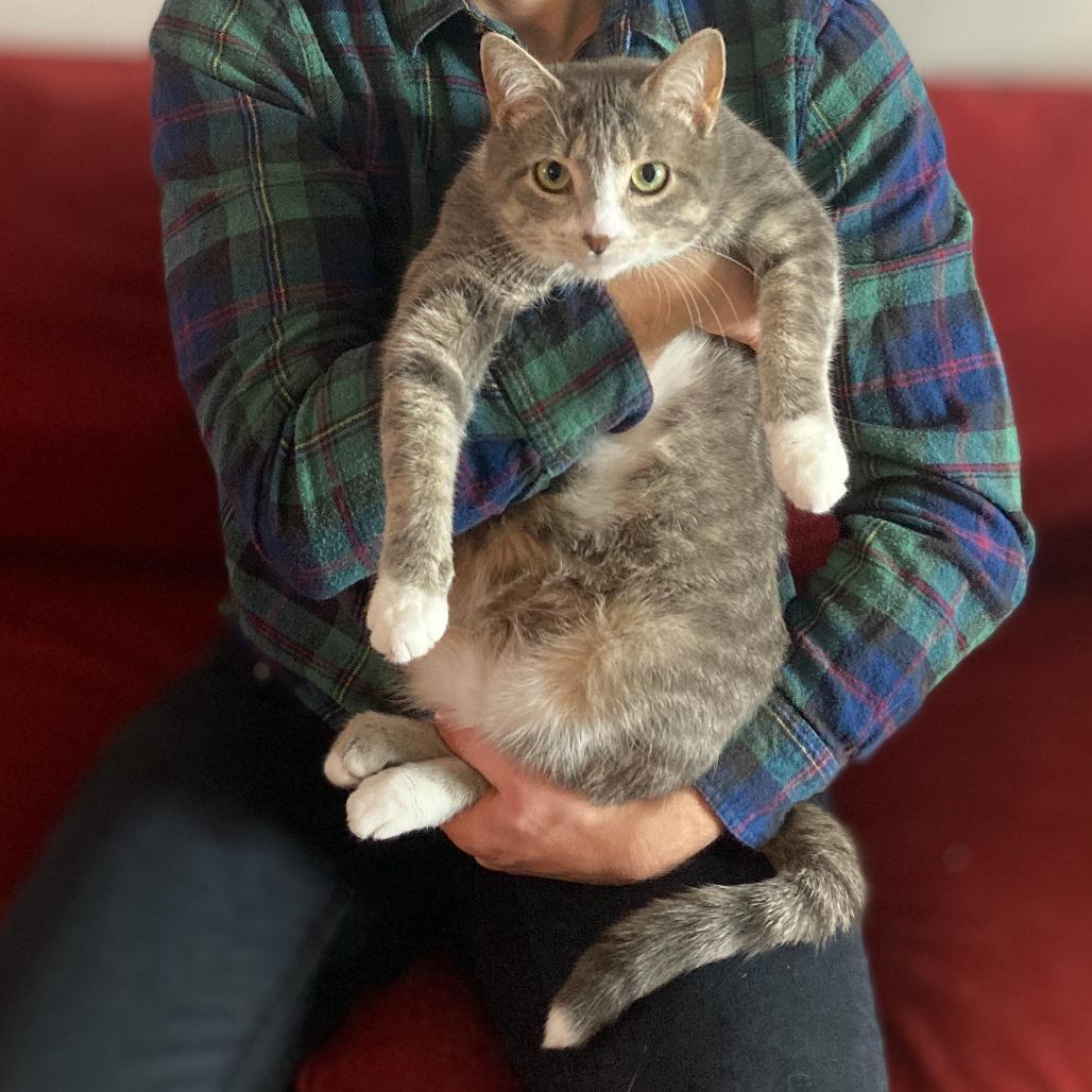 Enlarge Lu, a Adoptable Domestic Short Hair in Gibsonia, PA image 2/6