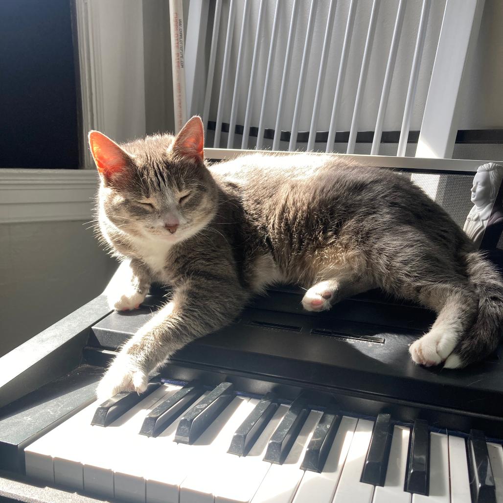 Enlarge Lu, a Adoptable Domestic Short Hair in Gibsonia, PA image 4/6