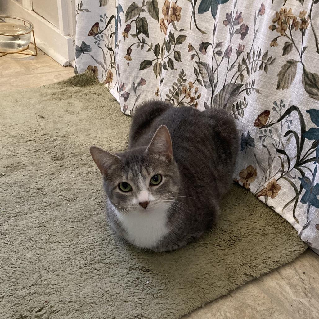 Enlarge Lu, a Adoptable Domestic Short Hair in Gibsonia, PA image 5/6